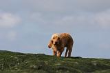 BASSET FAUVE DE BRETAGNE 016